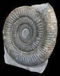 Dactylioceras Ammonite Stand Up - England #38791-1